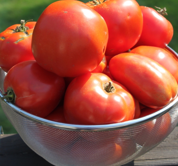 5 tips to grow great tomatoes