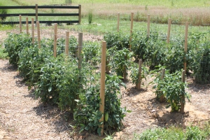 Tomatoes require a lot of moisture - and a healthy mulching around each plant keeps the root zone from drying out.