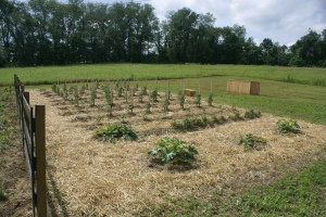 This was our first years garden at the farm - with straw used in the walking rows to eliminate weeds