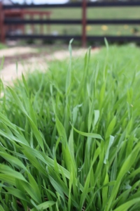 Grass clippings add valuable nitrogen to the soil and help to retain moisture