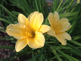 The Daylillies are beginning to bloom - a sure sign of late spring and summer.
