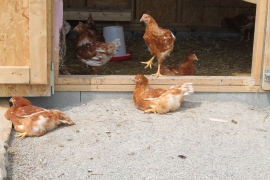 The chicks are now almost 13 weeks old, and have taken to sunning themselves outside of the coop.