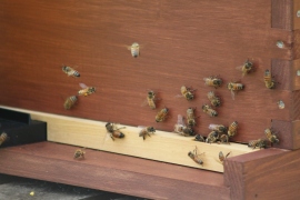 Bringing back pollen to the hive...if you look closely you can see the yellow pollen on the incoming bee