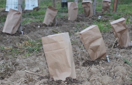 Who knew lunch bags and nails could save the crops from frost!