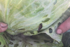 Just because you find a slug or two on a plant - don't think you have to go into full spray mode...most insect problems can be handled just by picking them off.