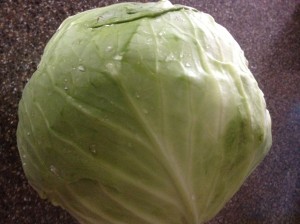 Our first head of cabbage that we picked from our garden. 