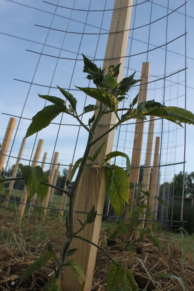 the Brandywine tomatoes are ready to be tied to the  stake a cage supports