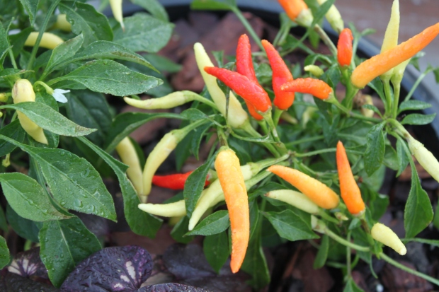 The first of the ornamental peppers in bloom - these are called Chili Chili