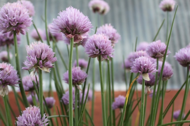 The Chives are in full bloom and a great addition to the herb garden