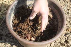 Compost is one of the best all around  mulches you can use in the garden