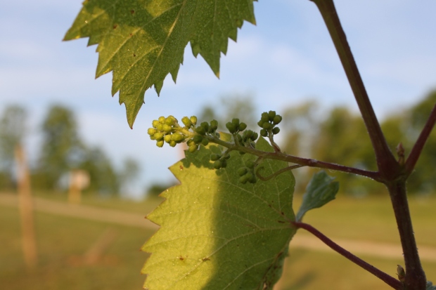 The little clusters of grapes are forming on the vines - this will be our first year to get a few from the vines!