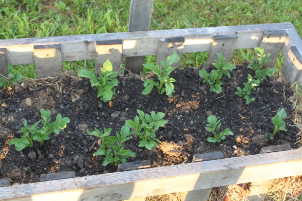 In addition to our potatoes in our rows -we planted a few in our straw bale crates as well.  They are all up and doing well