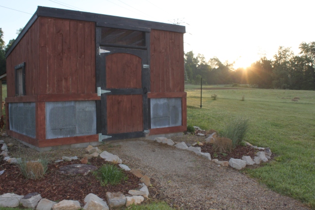 The early morning sun begins to appear over the chicken coop