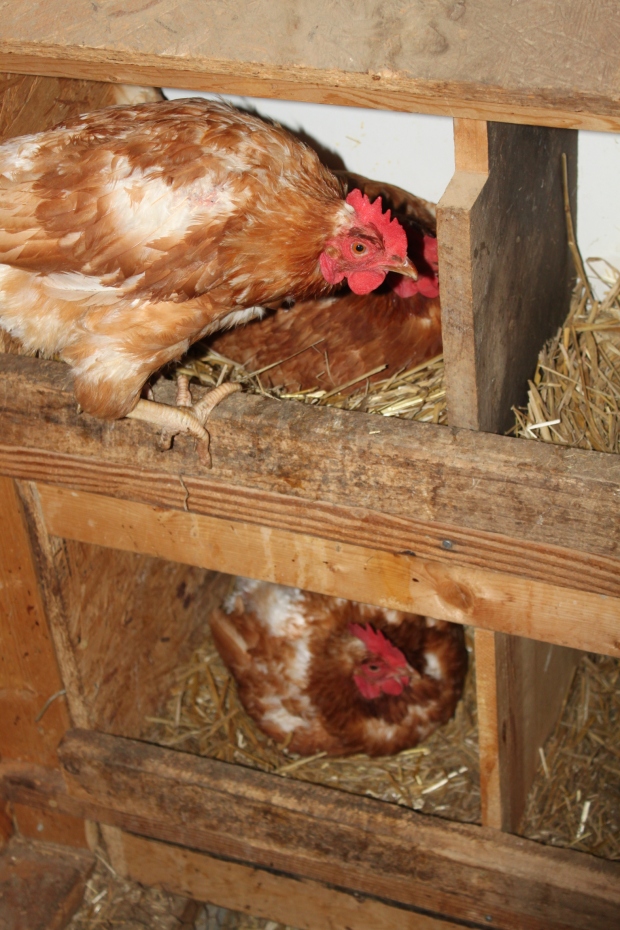 The girls are doing their early morning work of laying eggs - and not too happy about being interrupted for a picture.