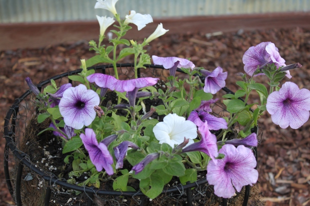 The wave petunias in the front pots are just beginning to take off