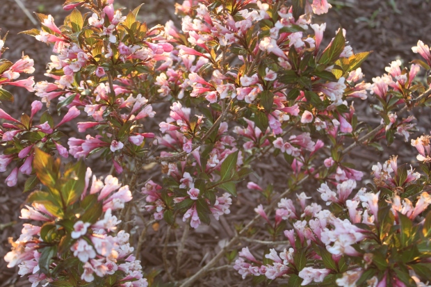 The wegilia bushes are in full bloom