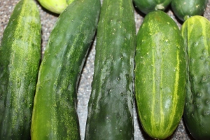 Fresh pickling cucumbers ready to be processed into pickles. 